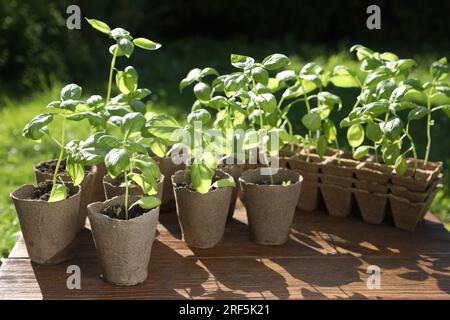 Beaux semis dans des pots de tourbe sur une table en bois à l'extérieur Banque D'Images