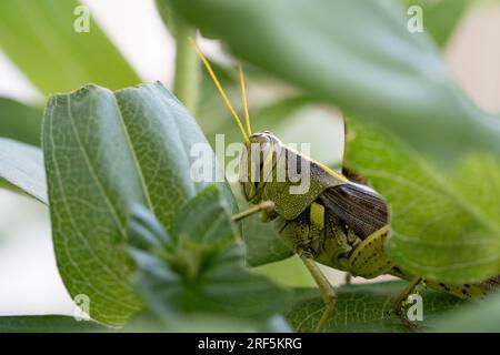 Grande sauterelle verte se cachant dans les feuilles de zinnia Banque D'Images