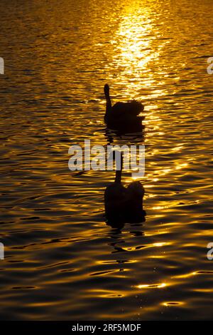 Une paire de cygnes nageant au lever du soleil, deux cygnes au printemps dans les Raies dorées au lever ou au coucher du soleil, au printemps sur le lac avec le Banque D'Images