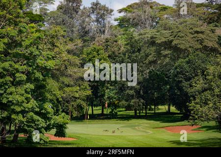 Windsor Golf Country Club Hôtel à Nairobi City County Kenya East Africa Landscapes Playground Golf Center Banque D'Images