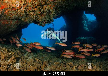 Plongeur (MR) et école de mangeoire jaune, Mulloidichthys vanicolensis, Hawaii. Cette espèce devient rouge la nuit et lorsqu'elle est dans des grottes pendant le Th Banque D'Images