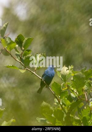 Un Indigo Bunting mâle dans une forêt verte Banque D'Images