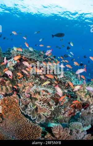 Le corail mou et dur ainsi que l'école anthias et divers poissons de récif, dominent cette scène sous-marine, Crystal Bay, Nusa Penida, Bali Island, in Banque D'Images