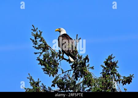 Un aigle chauve mature Haliaeetus leucocephalus' ; perché au sommet d'un arbre à feuilles persistantes contre un ciel bleu Banque D'Images