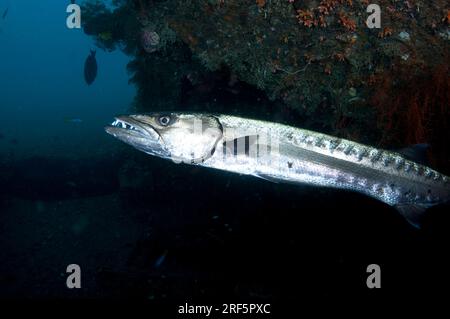 Great Barracuda, Sphyraena barracuda, Liberty Wreck site, Tulamben, Karangasem, Bali, Indonésie Banque D'Images