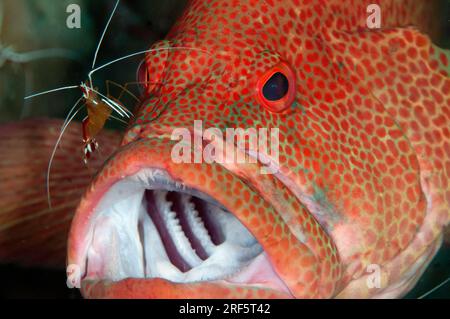 Mérou léopard, Cephalopholis leopardus, en cours de nettoyage par la crevette nettoyante à dos à bosse, Lysmata amboinensis, Scuba Seraya Beach Resort House Reef, Karang Banque D'Images