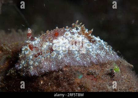 Œufs frits Hoplodoris Nudibranch, Hoplodoris estrelyado, site de plongée Scuba Seraya House Reef, Seraya, Karangasem, Bali, Indonésie Banque D'Images