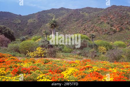 Le jardin botanique national du désert de Karoo est situé près de la ville de Worcester, dans la province du Cap occidental en Afrique du Sud. Banque D'Images