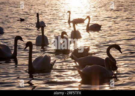 Un groupe de cygnes nageant à l'aube dans la lumière dorée jaune, de nombreux cygnes au printemps sur le lac ou la rivière, au printemps avec un troupeau de cygnes Banque D'Images