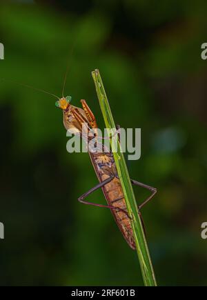 Giant Australian Rainforest Mantis (Hierodula majuscula), Iron Range NP, Cape York, Queensland Banque D'Images
