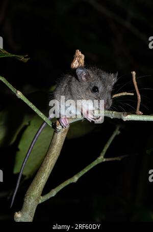 Melomy de Cape York (Melomys capensis), forêt tropicale de Daintree, Cape Tribulation, Queensland Banque D'Images