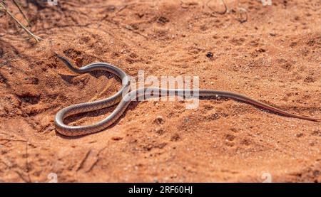 Serpent mulga pygmée de l'Ouest (Pseudechis weigeli), péninsule de Burrup, péninsule de Dampier, Australie occidentale Banque D'Images