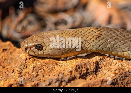 Mulga / King Brown Snake (Pseudechis australis), Shothole Canyon, Cape Range NP., Exmouth, Pilbra, WA Banque D'Images