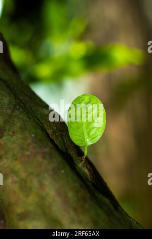 Les petites feuilles vertes d'une goyave nouvellement cultivée poussent seules, pointe crue verte pure Banque D'Images