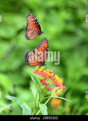 Deux Queen papillons (Danaus gilippus) dans le jardin d'été. Un papillon se nourrit de fleurs d'herbe à lait tropicale. L'autre Reine papillon est flyi Banque D'Images