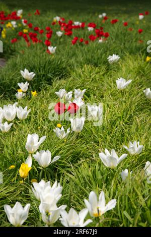 Tulipes de printemps rouges et blanches poussant dans l'herbe Helsinki, Finlande Mai Banque D'Images