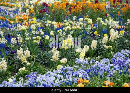 Belle et parfumée literie printanière comprenant tulipes, muscari, culottes et jacinthes à Helsinki, Finlande mai Banque D'Images