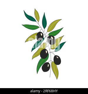 Brin vert d'olive avec des baies. Nourriture saine, ingrédient d'huile végétale. Belle brindille élégante. Illustration isolée vectorielle colorée dessinée à la main, c Illustration de Vecteur