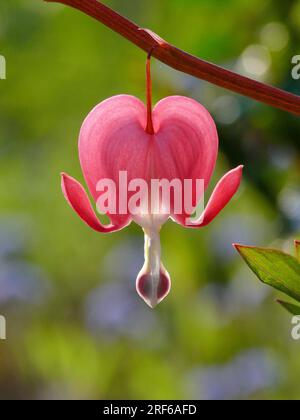 Fleur, coeur saignant à l'ancienne, coeur saignant (Dicentra) Banque D'Images