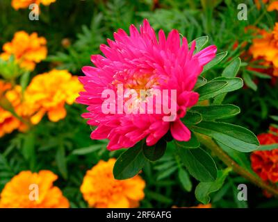 Aster de Chine (Callistephus chinensis), Aster rouge dans les fleurs du jardin Banque D'Images