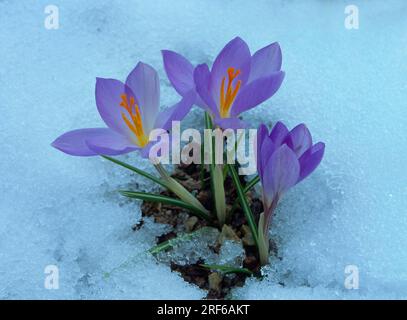 Safran blanc dans la neige, Crocus vernus ssp. albiflorus) Banque D'Images