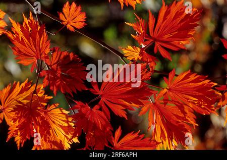 Érable japonais (Acer japonicum) Banque D'Images