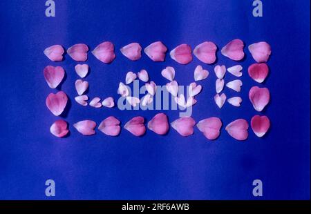 Amour avec les pétales, coeur déchirant, coeur saignant (Dicentra), coeur saignant, faux coeur, Cœur enflammé, cœur volant, cœur brisé, cœur de femme Banque D'Images