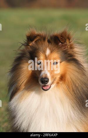 Portrait de Sheepdog Shetland (Sheltie), plan de tête, FCI, norme no 88 Banque D'Images