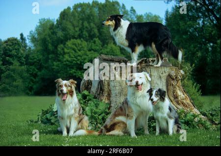 Australischer Schaeferhund, Border Collie + Collie Banque D'Images