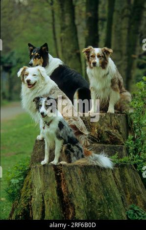 Australischer Schaeferhund, Border Collie + Collie Banque D'Images