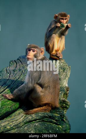 Macaques rhésus (Macaca mulatta), paire Banque D'Images