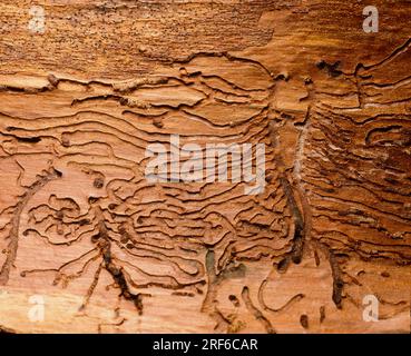 Traces de vers du bois, coléoptère commun (Anobium punctatum) Banque D'Images