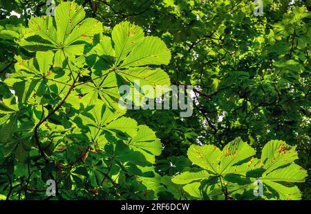 Feuilles de châtaignier ensoleillées, châtaignes de cheval (Aesculus), Allgaeu, Bavière, Allemagne Banque D'Images