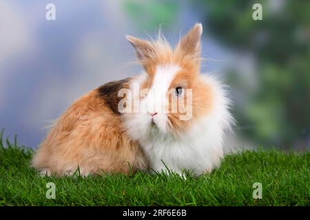 Lapin nain à manons de lion, lapin à tête de lion, lapin domestique, lapin nain Banque D'Images