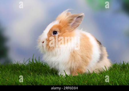 Lapin nain à manons de lion, lapin à tête de lion, lapin domestique, lapin nain Banque D'Images