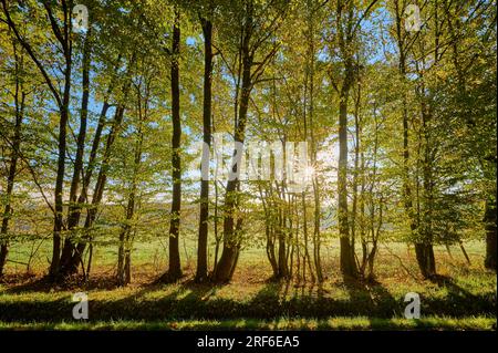 Lisière de forêt, rangée d'arbres, forêt de feuillus, coloré, lever de soleil, Automne, hêtres, Odenwald, Baden-Wuerttemberg, Allemagne Banque D'Images