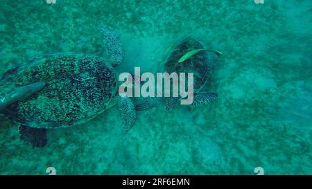 Deux tortues de mer s'empaissent sur les fonds marins en mangeant des algues vertes. Deux grandes tortues de mer verte (Chelonia mydas) avec Remorafish sur la coquille mange le ruban doux seagra Banque D'Images