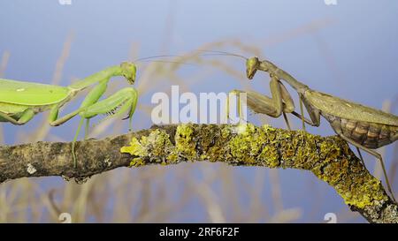 Au ralenti, deux grandes mantes de prière femelles se rencontrent sur la même branche d'arbre. Conflit de la mante transcaucasienne (Hierodula transcaucasica). Banque D'Images