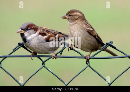 Moineaux de maison (passer domesticus), paire sur clôture de jardin, Basse-Saxe, Allemagne Banque D'Images
