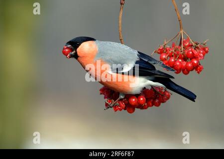 Bullfinch (Pyrrhula pyrrhula), mâle cueillant des baies de boules de neige communes, Basse-Saxe, Allemagne, pinsons Banque D'Images