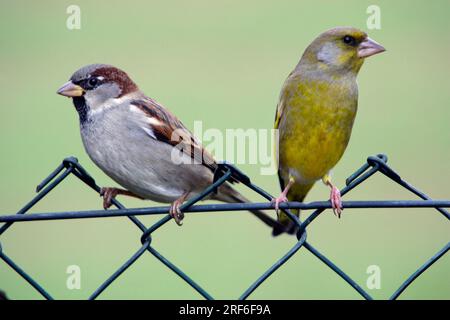 Maison Moineau (passer domesticus) et Greenfinch (Carduelis chloris) sur clôture de jardin, Basse-Saxe, Allemagne, pinsons Banque D'Images