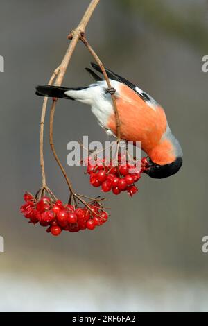 Bullfinch (Pyrrhula pyrrhula), mâle cueillant des baies de boules de neige communes, Basse-Saxe, Allemagne, pinsons Banque D'Images