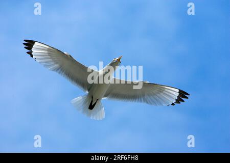 Kittiwake à pattes noires (Rissa tridactyla), Angleterre Banque D'Images