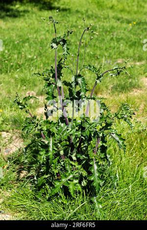 Chardon de truie (Sonchus arvensis), Allemagne Banque D'Images