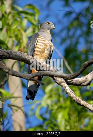 Papuan Harrier, Parc national de Katherine gorge, territoire du Nord, Australian Crested Hawk (Aviceda subcristata), Papuan Harrier Hawk Harrier Banque D'Images