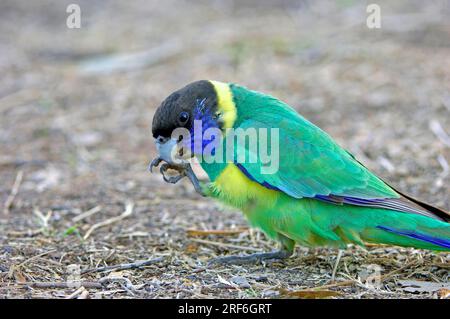 Australian ringneck (Barnardius zonarius), Northern Territory, Australia Stock Photo