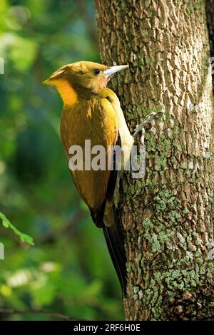 Grand jaune (Picus flavinucha) Banque D'Images