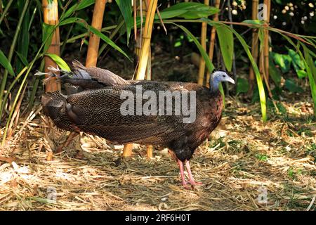 Greater Argus, great argus (Argusianus argus), pheasant Stock Photo