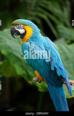 Macas bleu et jaune (Ara ararauna), ararauna Banque D'Images