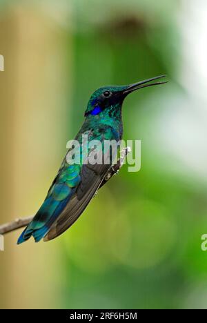 Colibri à oreilles violettes, mâle (Colibri coruscans), oreille violette bleue Banque D'Images